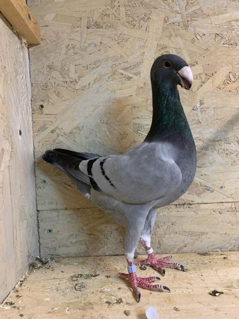 received_431878725465936 - Masculi2022