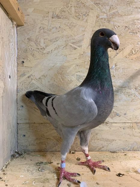 received_1632902677088478 - Masculi2022