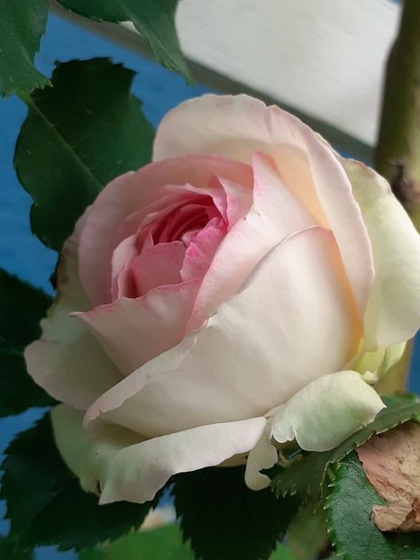 20220613_171445(0) - Eden Rose 2022