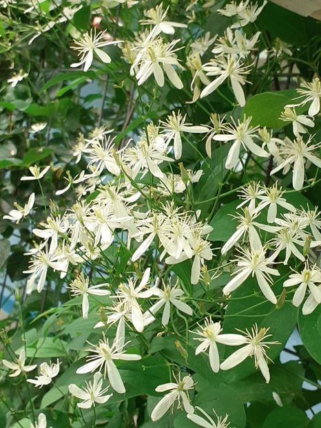 20220613_171938(0) - IUNIE 2022