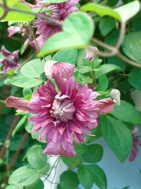 20220613_170924(0) - IUNIE 2022