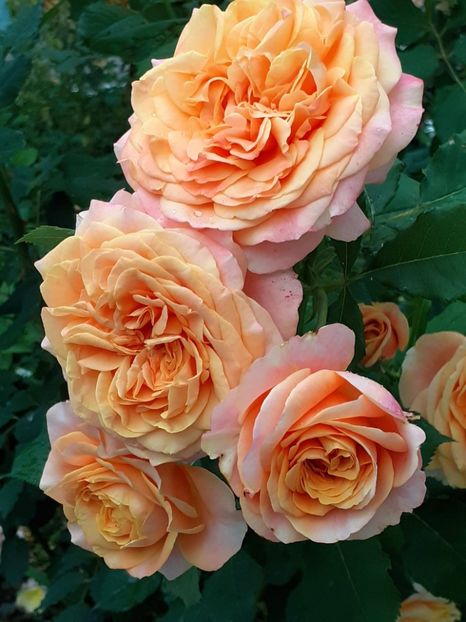  - La Villa Cotta 2021_ 2022