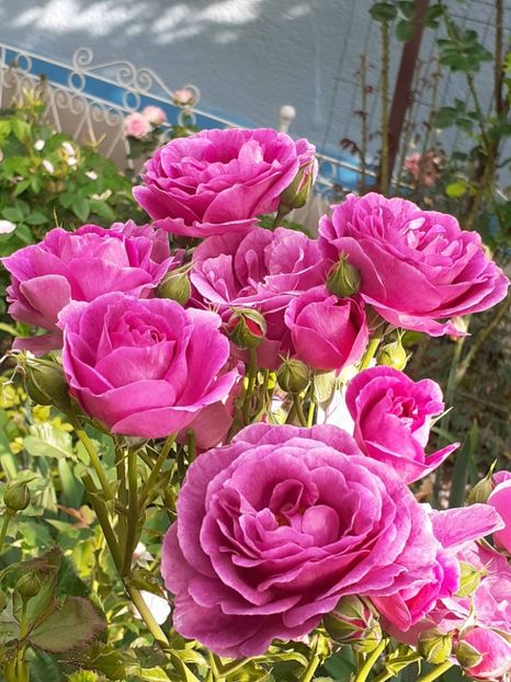  - Minerva 2021 - 2022