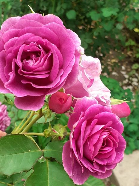  - Minerva 2021 - 2022