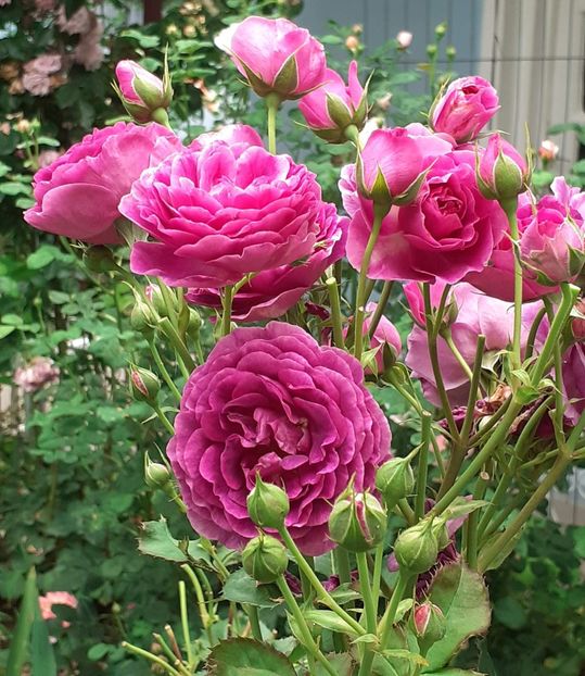  - Minerva 2021 - 2022