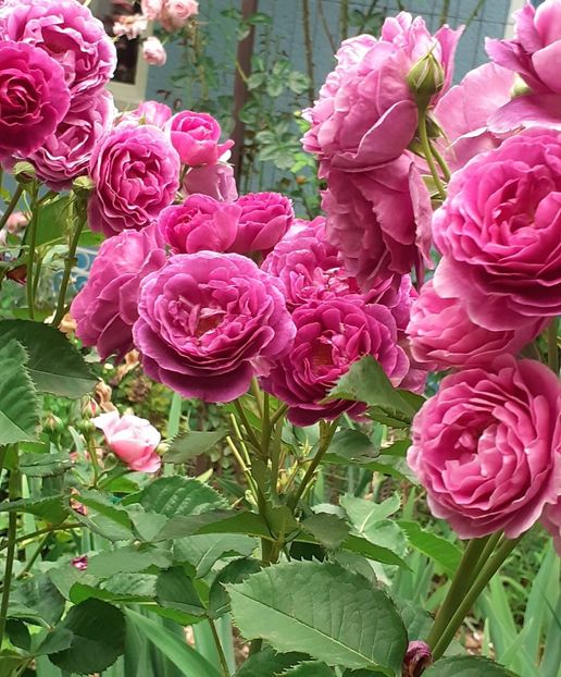  - Minerva 2021 - 2022