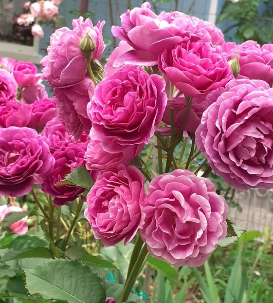  - Minerva 2021 - 2022