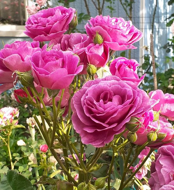  - Minerva 2021 - 2022