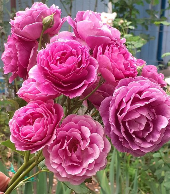  - Minerva 2021 - 2022