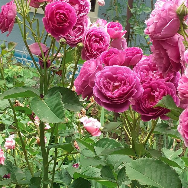  - Minerva 2021 - 2022