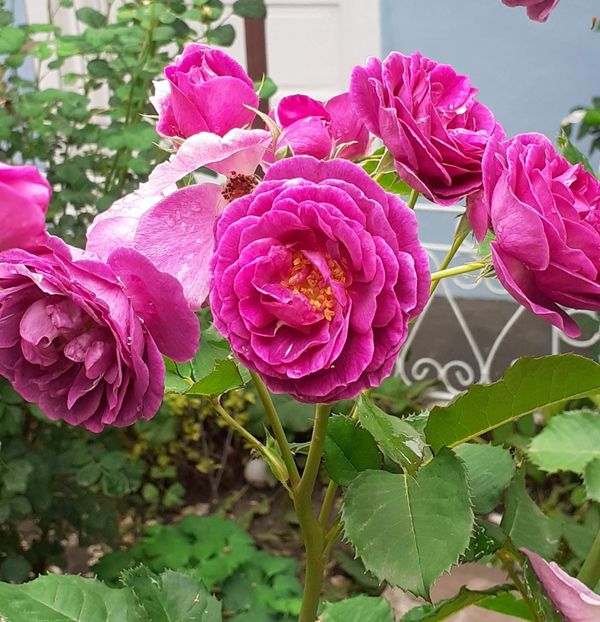  - Minerva 2021 - 2022