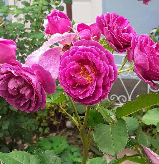  - Minerva 2021 - 2022