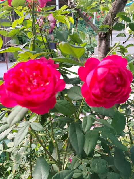 IMG20220615165914 - Iunie 2022 1