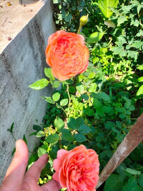 IMG20220615164248 - Iunie 2022 1