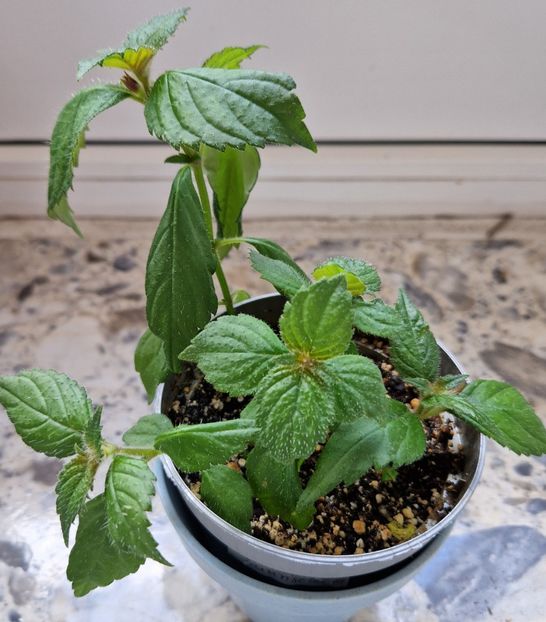  - Hymalaian Sunrise A