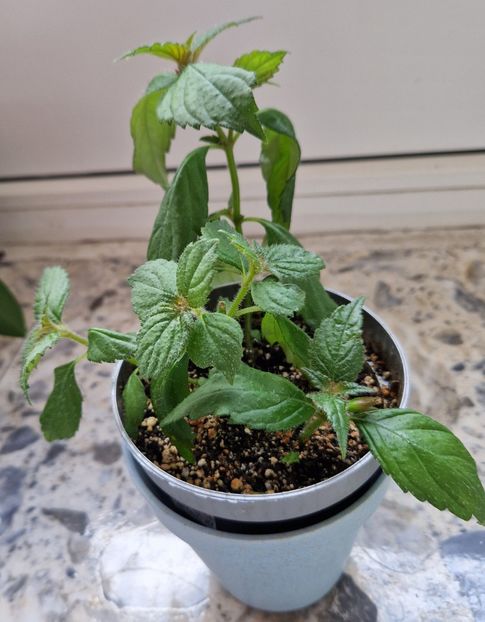  - Hymalaian Sunrise A