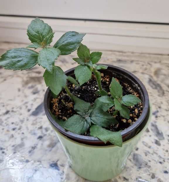  - Humberto Vitorino R