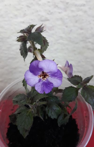 2022 - 0001 2022 - Panseluta