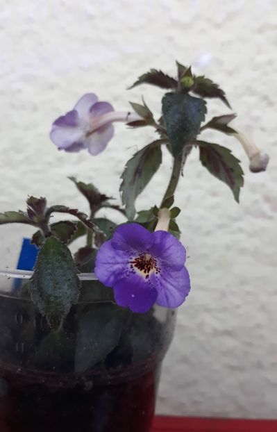  - 0001 2022 - Panseluta