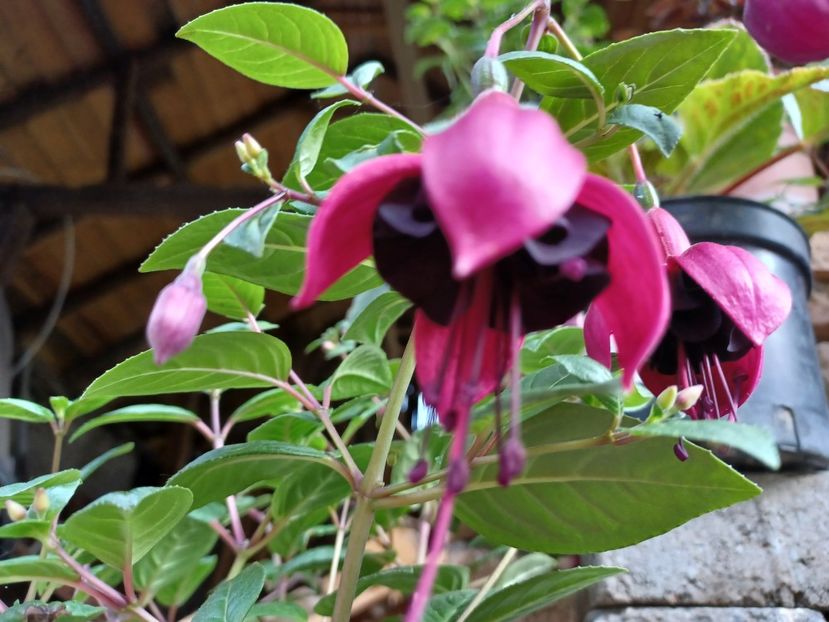  - Fuchsia 2022