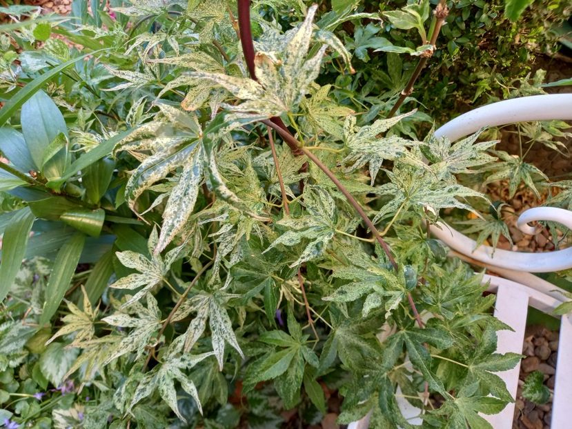  - Grădina 2022 continuare 2