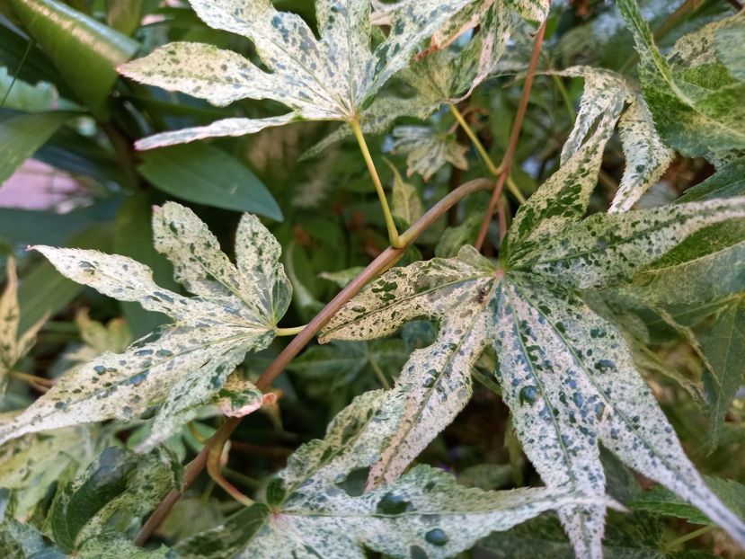  - Grădina 2022 continuare 2