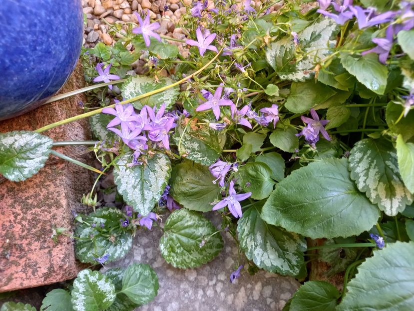  - Grădina 2022 continuare 2