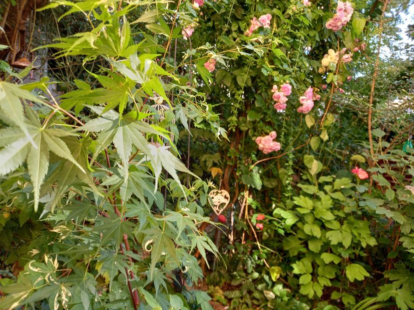  - Grădina 2022 continuare 2