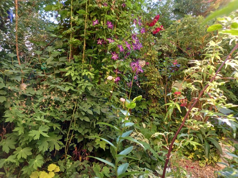  - Grădina 2022 continuare 2