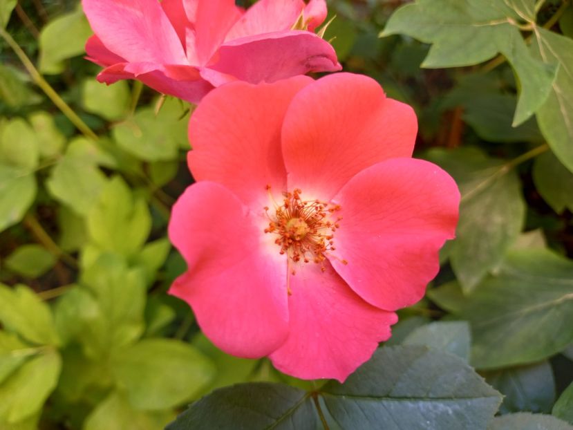  - Grădina 2022 continuare 2