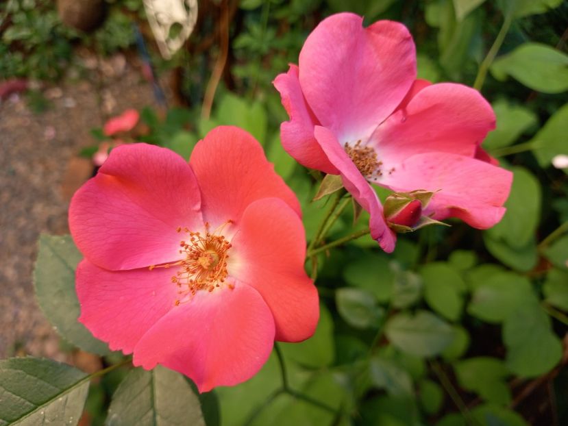  - Grădina 2022 continuare 2