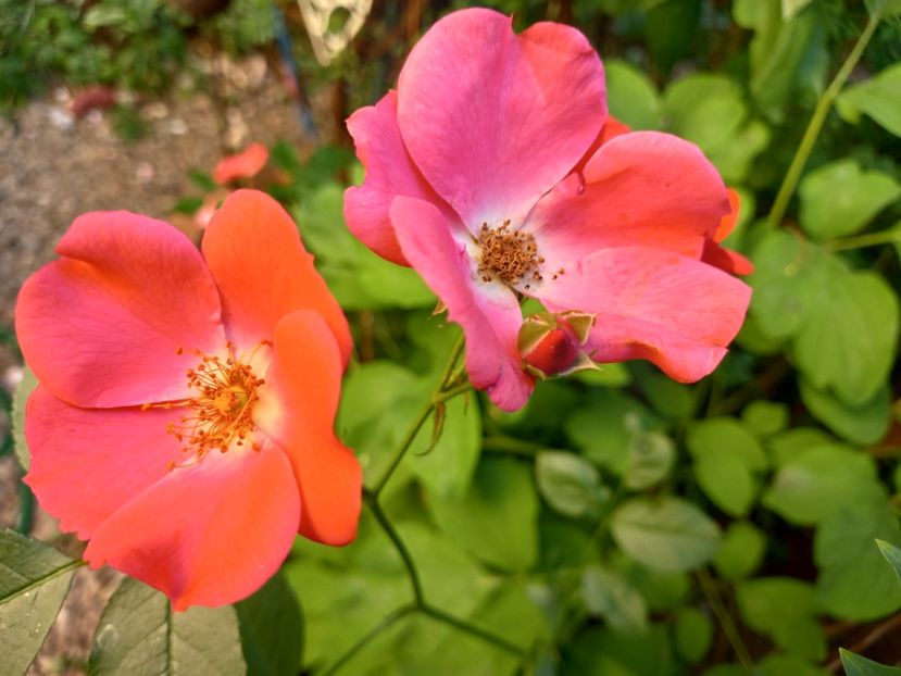  - Grădina 2022 continuare 2