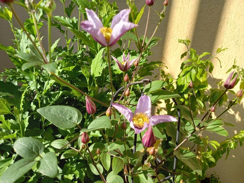 Clematis "Exciting" - Grădina 2022 continuare 2