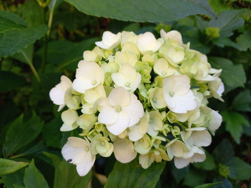  - Grădina 2022 continuare 2