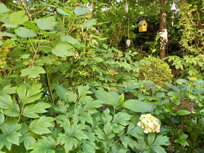  - Grădina 2022 continuare 2