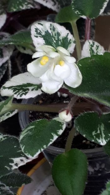  - ZZRob s Green Jeans