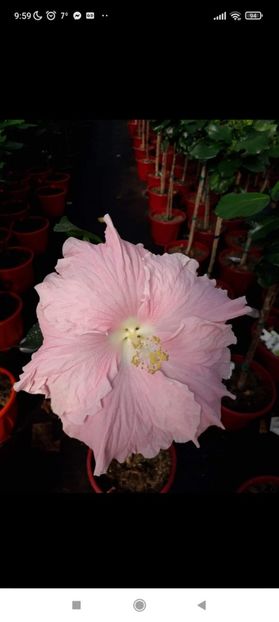 Screenshot_2022-02-24-09-59-20-886_com.facebook.katana - Mademoiselle