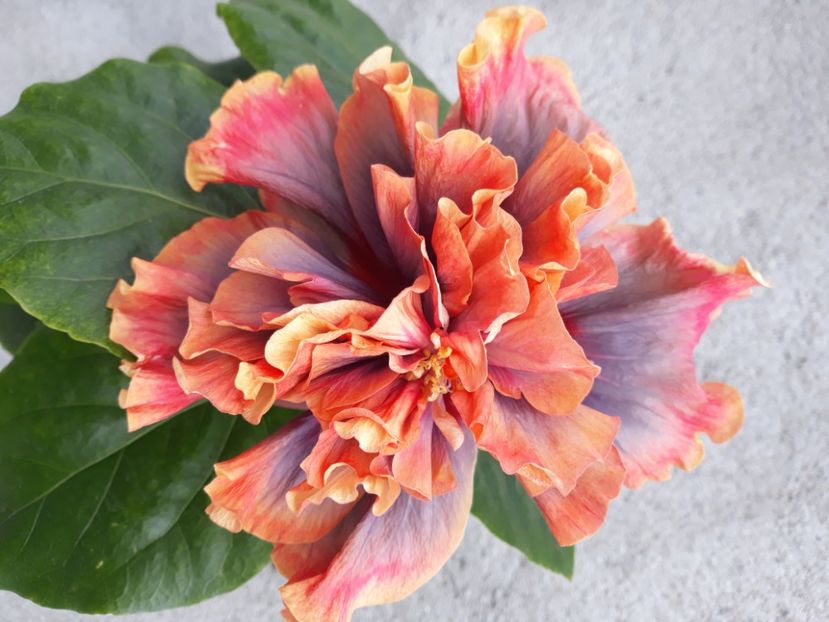  - Hibi Magical Glacier