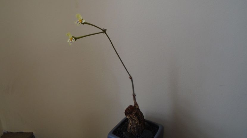 Pelargonium triste, Africa de Sud - Caudiciforme-pachycaule si bulboase 2022-2023