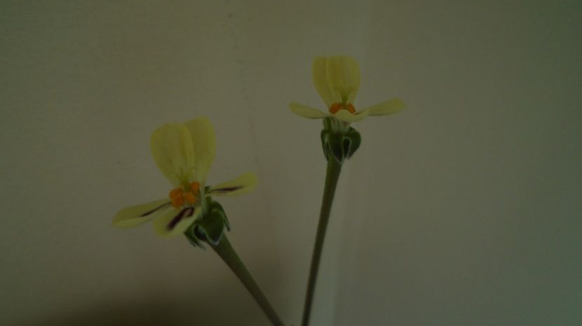 Pelargonium triste, Africa de Sud - Caudiciforme-pachycaule si bulboase 2022-2023