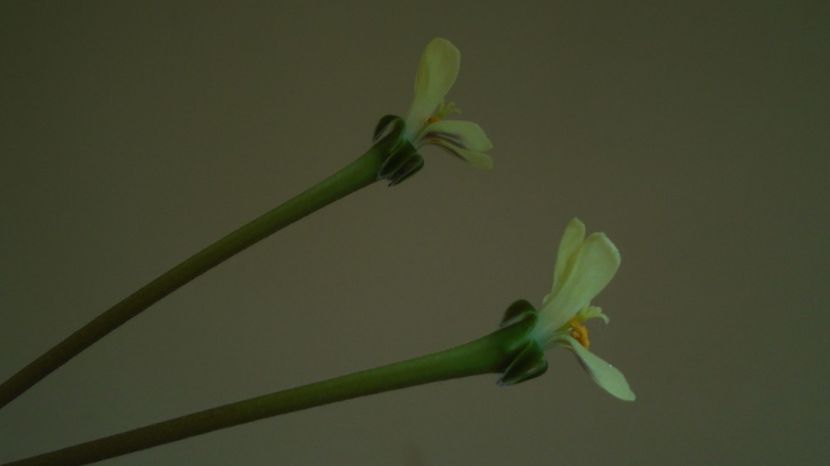 Pelargonium triste, Africa de Sud - Caudiciforme-pachycaule si bulboase 2022-2023