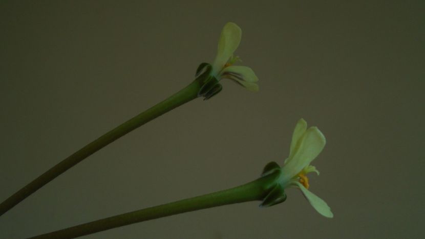 Pelargonium triste, Africa de Sud - Caudiciforme-pachycaule si bulboase 2022-2023