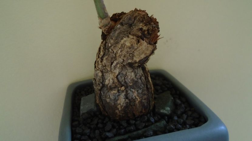 Pelargonium triste, Africa de Sud - Caudiciforme-pachycaule si bulboase 2022-2023