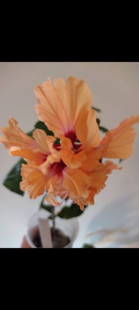 Screenshot_2022-05-28-06-53-44-197_com.miui.gallery - El capitolio