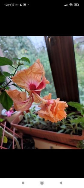 Screenshot_2022-05-28-06-53-08-101_com.miui.gallery - El capitolio