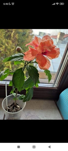 Screenshot_2022-05-28-06-46-21-698_com.facebook.katana - El capitolio