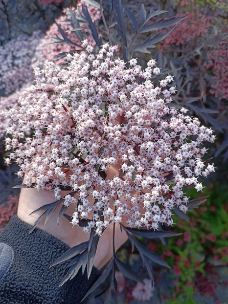 Img.2022.06.14 - A-Ajutor la identificat violete si alte plante