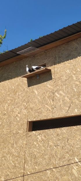 Jucatori - Caută alta volieră