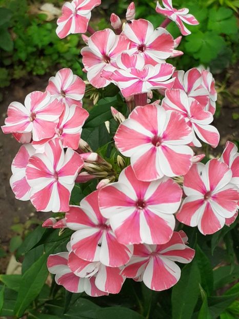 20220615_114917(0) - IUNIE 2022