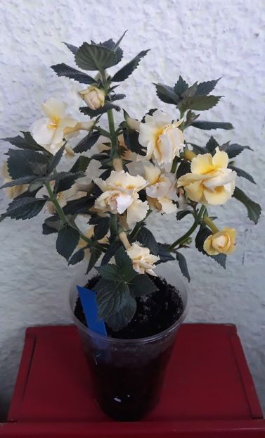  - 0001 2022 - BriD s LIMONELLA